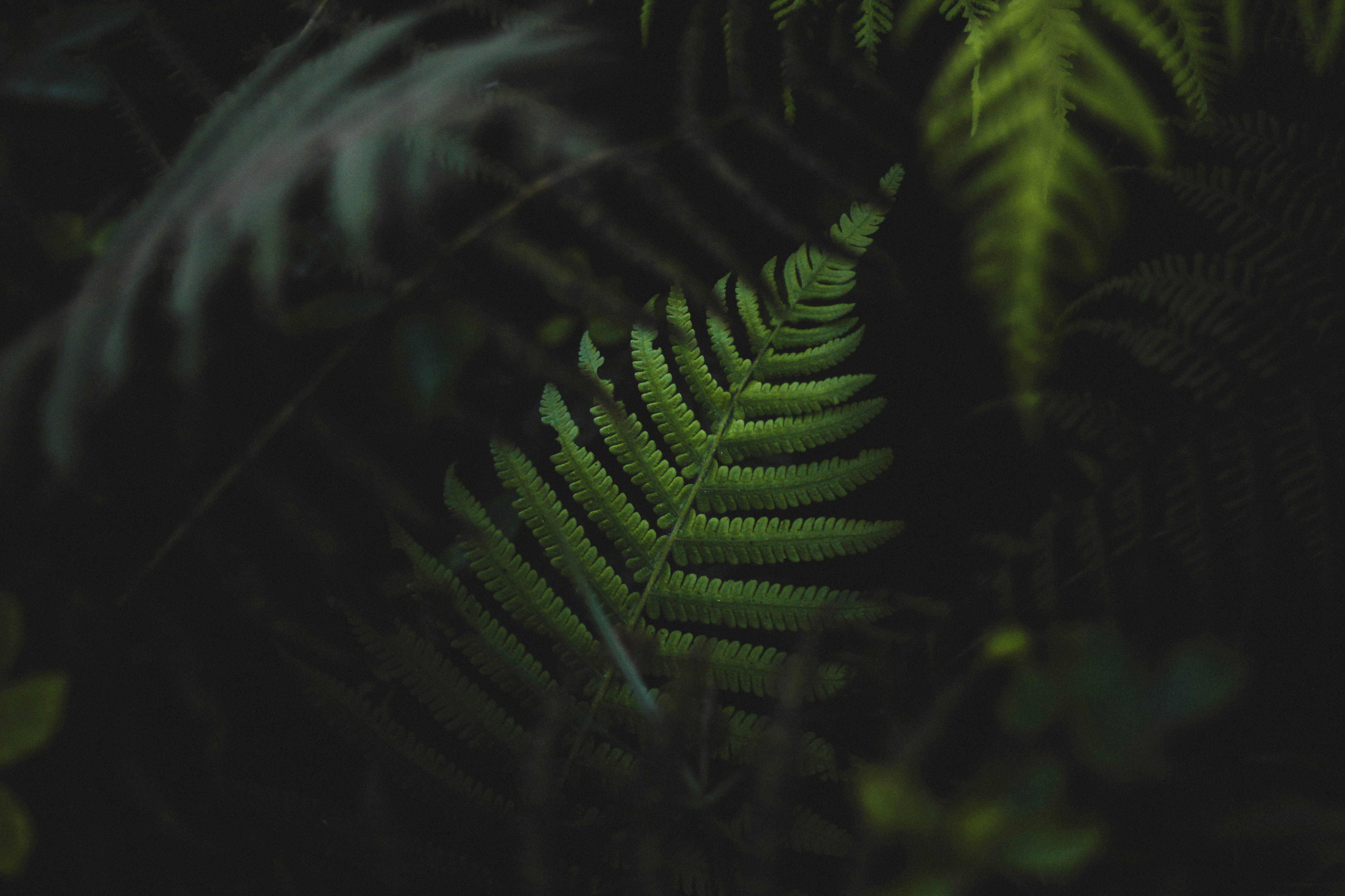 banner-preview
